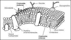 Laquelle de ces réponses est fausse ? 
La membrane plasmique :