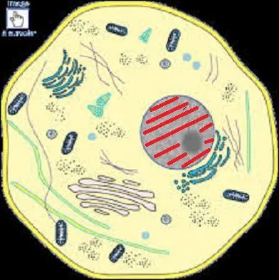 Comment s'appelle le liquide dans le noyau délimité par la membrane nucléaire ? (zone hachurée en rouge)