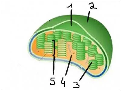 Quel est cet organite ?