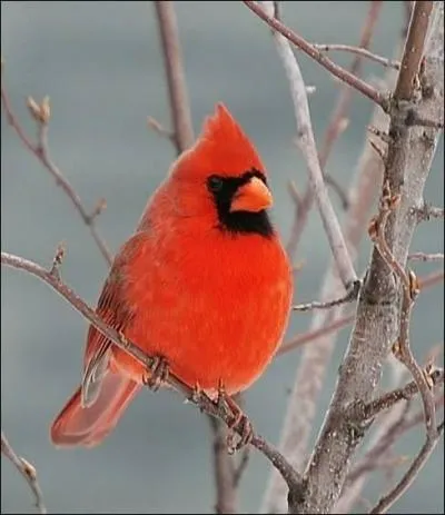 Cette espèce se nomme ...