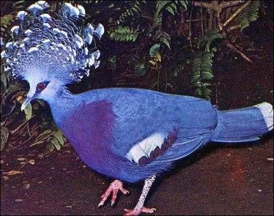 Comment s'appelle cet oiseau ?