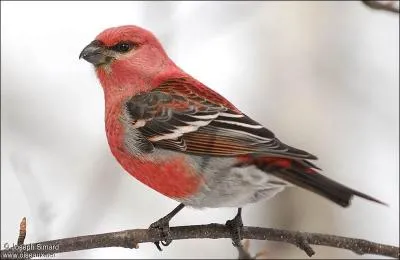 Comment s'appelle cette espèce ?