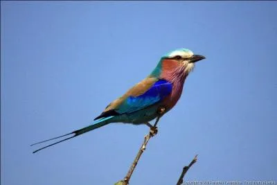 Cette espèce se nomme ...