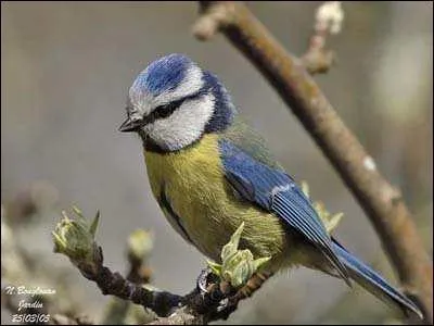 Quel est cet oiseau ?