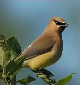 Quel est le nom de cet oiseau ?