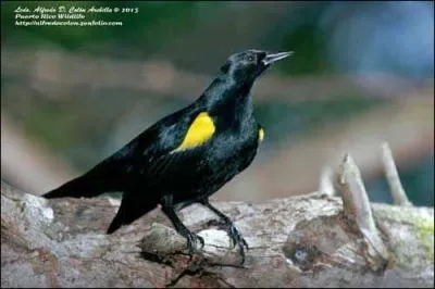 Cette espèce se nomme...