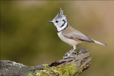 Comment s'appelle cet oiseau ?