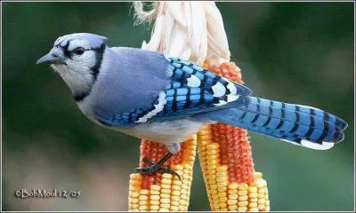 Quel est le nom de cet oiseau ?