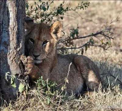 Il y a des lions sauvages en Inde !