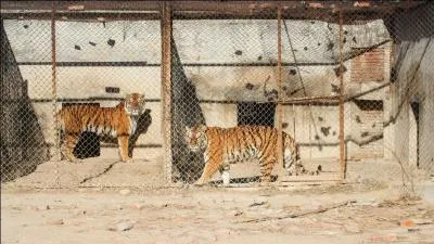 5 à 6000 tigres vivent dans des fermes d'élevage en Chine !
