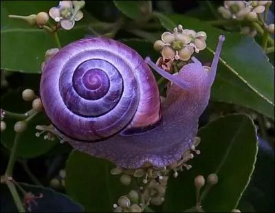 Un escargot peut être carnivore !