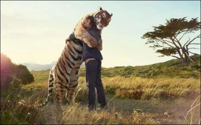 Un tigre peut vivre en Sibérie !
