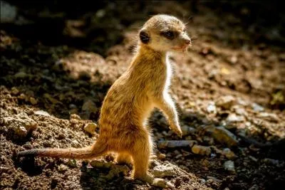 Vous l'avez bien sûr reconnu, c'est le suricate !