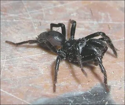 Il existe des mygales européennes !