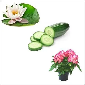 Lequel de ces mots est composé de trois autres mots ?