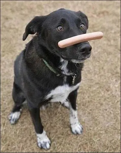 Il parait que la ville de Francfort est célèbre pour ses nombreux zoos... mais quel est le zoo le plus connu ?