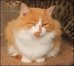 Quelle est la race de ce chat ?