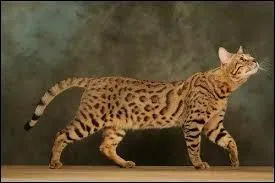 Quelle est la race de ce chat ?