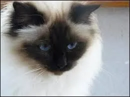 Quelle est la race de ce chat ?