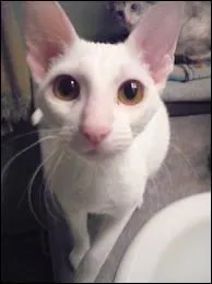 Quelle est la race de ce chat ?