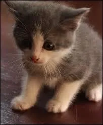 Quelle est la race de ce chat ?