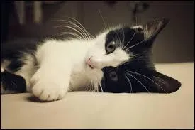 Quelle est la race de ce chat ?