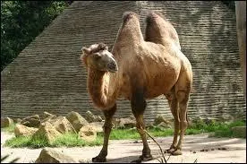 Que contient la bosse d'un dromadaire ?