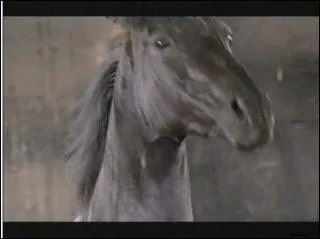 Comment s'appelle le cheval un peu fou que Lisa a voulu acheter au refuge pour ne pas qu'il se fasse tuer ?