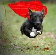 Quelle est la particularité de Stan, le chien de la famille recomposée dans la série "Doggyblog" ?