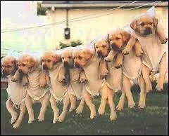 Dans quel dessin animé un dogsitter s'occupe-t-il d'un chien qui parle ?