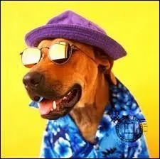 Quel groupe a sorti le tube "Who let the dogs out ?" durant l'été 2000 ?