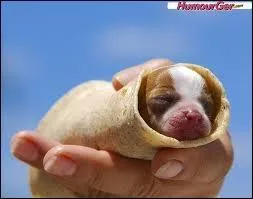 Quel groupe s'est fait connaitre avec la chanson "Who's The King ?" en 1994 ?