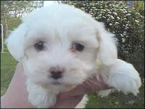 Quelle est la race de ce chiot ?