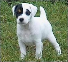 Quelle est la race de ce chien ?