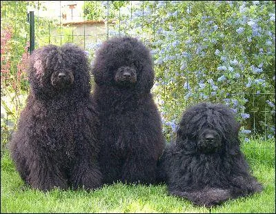 Quelle est la race de ce chien ?