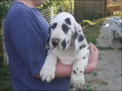 Quelle est la race de ce chiot ?