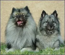 Quelle est la race de ce chien ?