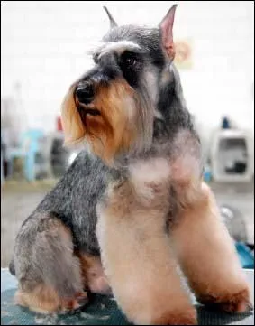 Quelle est la race de ce chien ?