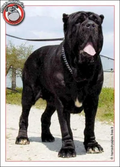 Quelle est la race de ce chien ?