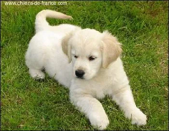 Quelle est la race de ce chiot ?