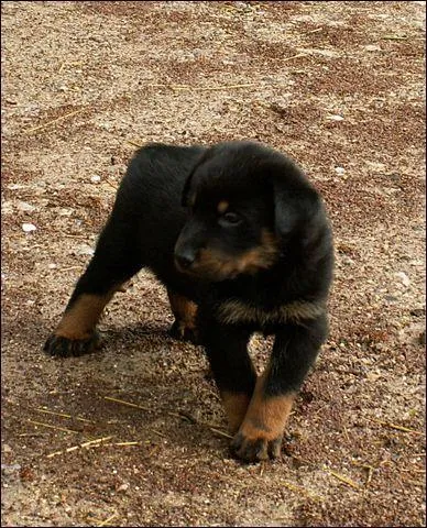 Quelle est la race de ce chiot ?