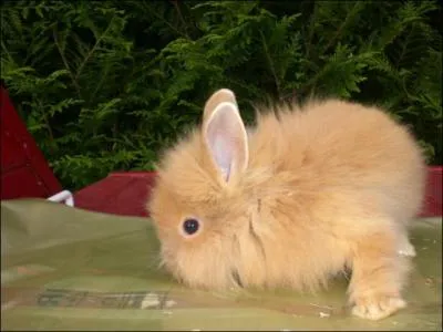 Quelle est sa race ?