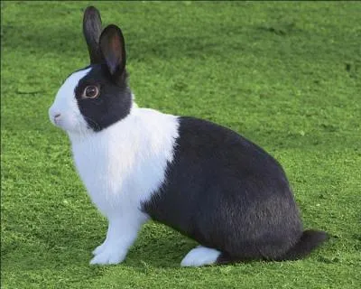 Dans quoi doit-on mettre logiquement un lapin ?