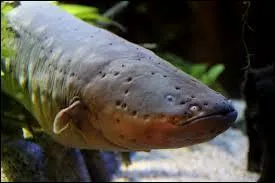 Prouvez que vous êtes au courant, identifiez cet animal !