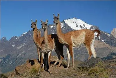 En dehors de l'Argentine, dans quel pays peut-on arpenter les montagnes de Patagonie ?