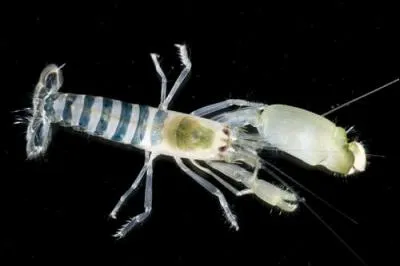 Pour venir à bout d'une proie, la crevette pistolet a une arme fatale, elle fait claquer son énorme pince pour l'attirer, et ensuite lui lâche une implosion de bulles dont la température ...