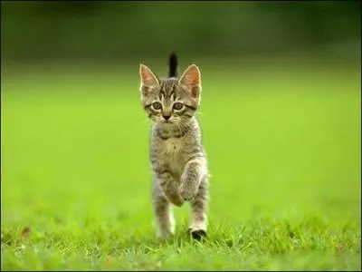 Comment appelle-t-on un bébé chat ?