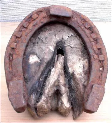 Quel est l'objet que l'on met aux pieds des chevaux ?