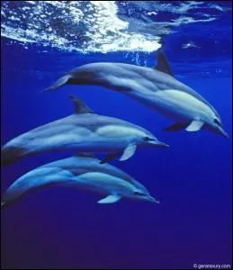 Langue bantoue congolaise : Ki...