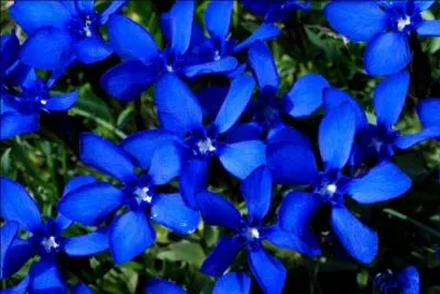 Calotte portée traditionnellement par les Juifs pratiquants :